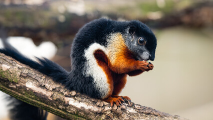 Prevost Squirrel Feeding on a Tree Branch