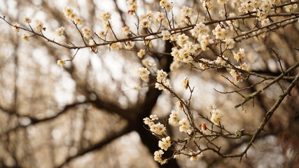 Plum blossoms and benches in spring in Kore