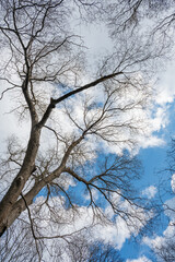 upward view of a bare tree against a dynamic sky.