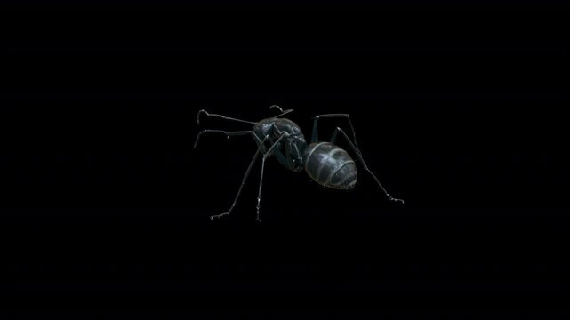 Black ant walk loop back view 3D animation