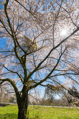 Naklejka premium 青空と桜（大分県竹田市久住高原）