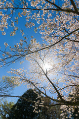青空と桜（大分県竹田市久住高原）