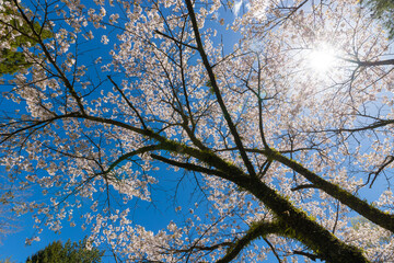 Fototapeta premium 青空と桜（大分県竹田市久住高原）