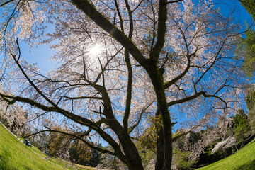 青空と桜（大分県竹田市久住高原）