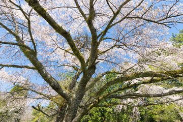 青空と桜（大分県竹田市久住高原）