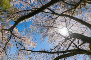 青空と桜（大分県竹田市久住高原）