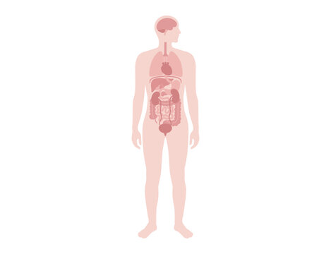 human body with internal organs, pink clip art preview