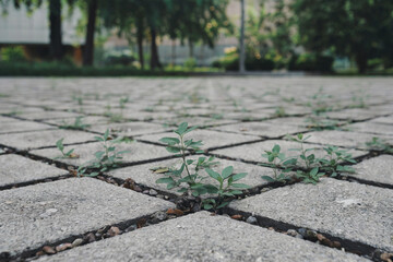Weeds growing through cracks in a paved walkway in an urban park during daylight hours