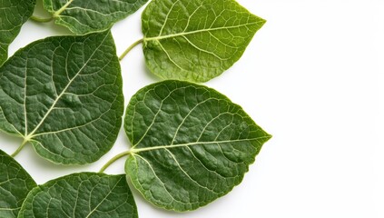 Obraz premium Fresh Green Leaves Against White Background