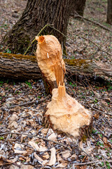 beaver-chewed tree trunks in the forest next to a stream.