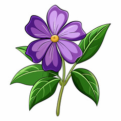 A bright purple bloom with lush green leaves set against a clean white backdrop