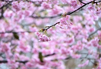 Cherry blossoms petals background material. For the Japanese spring gift cards material.