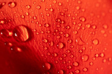 Dew or rain drops on a red rose petal on a red background. Red background for a design on the theme of love, romance, Valentine's day.