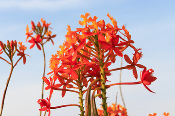 Orange fire-star orchid reaching up to a blue sky.