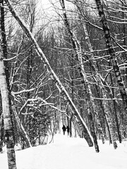 Des gens marchent dans la forêt. Arbres enneigés dans la forêt d'hiver. Photo en noir et blanc.