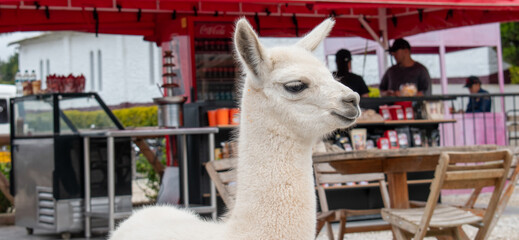 La llama es una especie de mamífero artiodáctilo doméstico de la familia Camelidae, nativa de Sudamérica.​​Fue domesticada por los pueblos andinos nativos mediante selección artificial a partir del gu © Wilmerfotografia