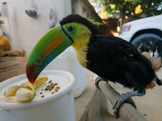 tucan, exotica ave del tropico, esta ubicada en Colombia