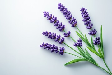 Fototapeta premium Beautiful Lavender Flowers on Elegant Gray Background