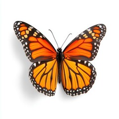 Fototapeta premium A vibrant monarch butterfly resting gracefully against a pure white backdrop, showcasing its striking colors.