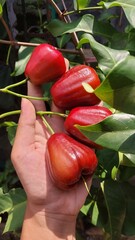 Hand holding freshly red rose apple fruit. Freshly harvested from tree
