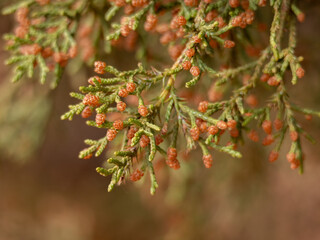 Juniper Tree Branch with Baby Pinecones 