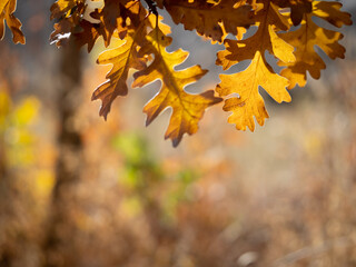 Fall  Brown Gambel's Scrub Oak Leaves with Bokeh