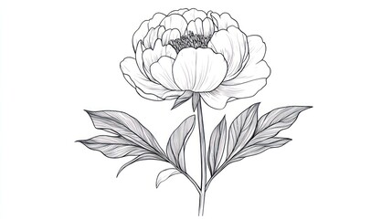 Elegant Line Art Peony Illustration (1)
