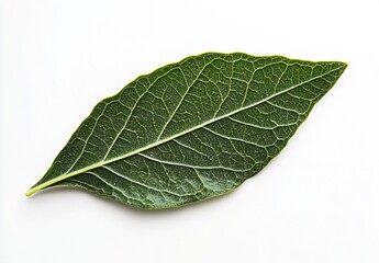 Obraz premium Lush green laurel leaf on a clean white background ideal for culinary and natural product themes : Generative AI