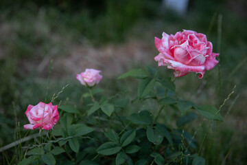 Close-up of three light pink roses in bloom against a green foliage background.