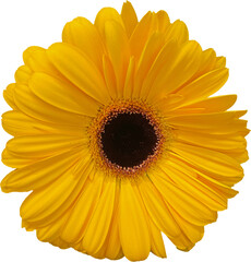 yellow gerber daisy isolated png