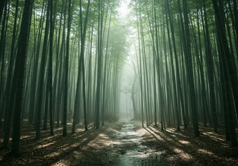 Obraz premium Misty bamboo forest with soft sunlight filtering through the tall stalks