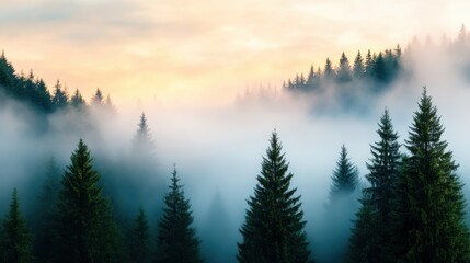 Misty fir forest enveloped in mystery at dawn in vintage hipster style