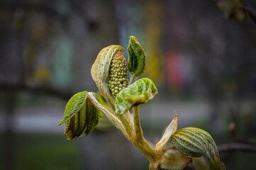Close-up of the beginning of the blossoming of the chestnut. Kiev spring.