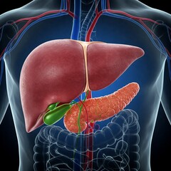3d illustration of human liver pancreas and gallbladder anatomy in blue background