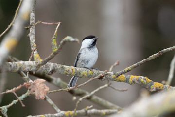 Male of willow tit (Poecile montanus) singing on a branch in early spring