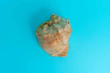 Textured seashell on a blue background