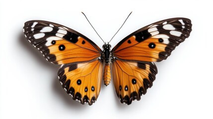 Naklejka premium Vibrant orange butterfly displays beauty against a simple background