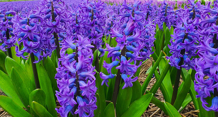 Hyacinths MINOS in a field close-up. Field of blue hyacinths. Hyacinth season in the Netherlands