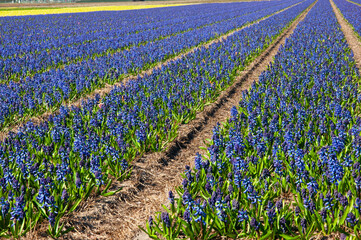 Field of blue hyacinths. Hyacinth season in the Netherlands