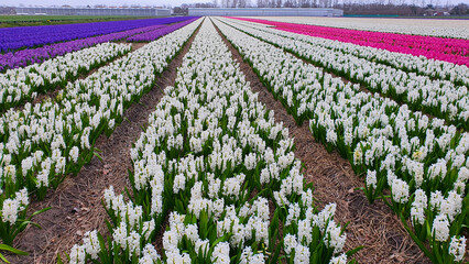 Fields of blooming hyacinths. Pink, white, blue, purple hyacinths. Agricultural Netherlands