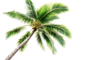 Lush green palm tree viewed from below against a bright white background : Generative AI