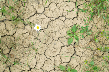 Dried soil with cracks and some drought-resistant plants. Concept of climate crisis or global warming.