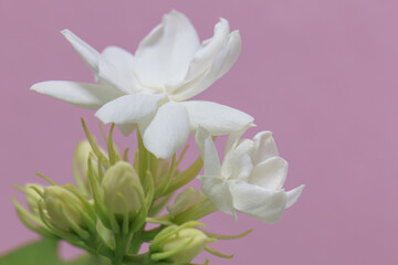 Fototapeta premium Beautiful and fresh jasmine flowers isolated on pastel pink background.