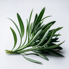 Fototapeta premium Fresh tarragon bunch on white