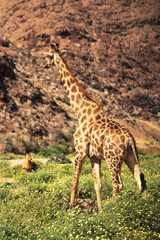 Grace Amidst the Wilderness