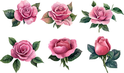 set of pink roses vector