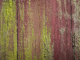 Aged Wooden Texture with Green Moss