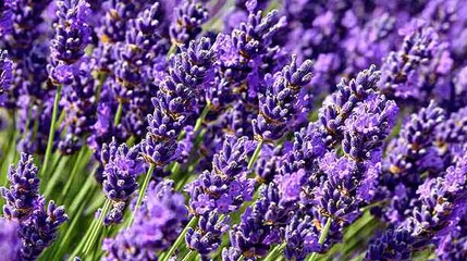Naklejka premium Vibrant Lavender Field Close-Up