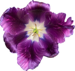 purple tulip bloom png cutout