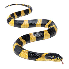 Naklejka premium Detailed Close-up of a Venomous Snake with Striking Yellow and Black Stripes